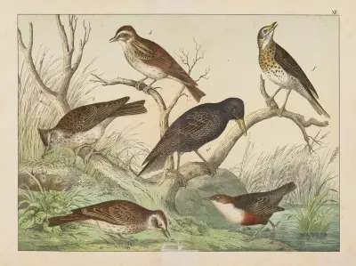 Historja naturalna ptakow (Natural history of birds) Pl.12 av Gotthilf Heinrich von Schubert