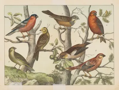 Historja naturalna ptakow (Natural history of birds) Pl.14 av Gotthilf Heinrich von Schubert