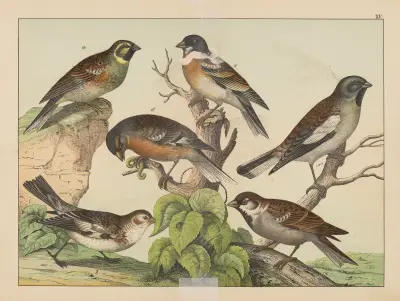 Historja naturalna ptakow (Natural history of birds) Pl.15 av Gotthilf Heinrich von Schubert
