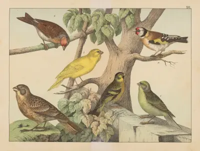 Historja naturalna ptakow (Natural history of birds) Pl.16 av Gotthilf Heinrich von Schubert