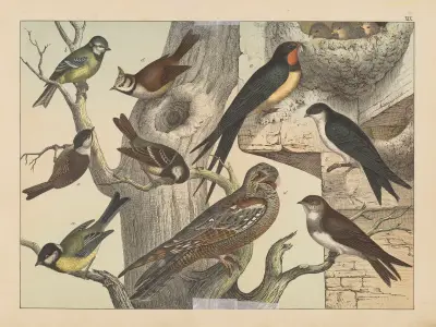 Historja naturalna ptakow (Natural history of birds) Pl.19 av Gotthilf Heinrich von Schubert