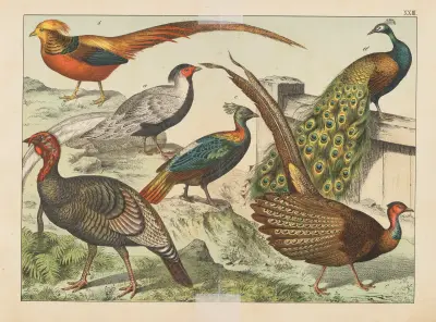 Historja naturalna ptakow (Natural history of birds) Pl.23 av Gotthilf Heinrich von Schubert