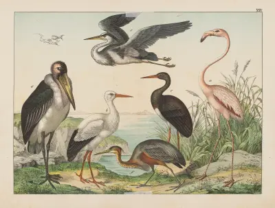 Historja naturalna ptakow (Natural history of birds) Pl.25 av Gotthilf Heinrich von Schubert