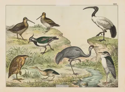 Historja naturalna ptakow (Natural history of birds) Pl.26 av Gotthilf Heinrich von Schubert