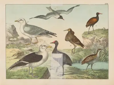 Historja naturalna ptakow (Natural history of birds) Pl.27 av Gotthilf Heinrich von Schubert