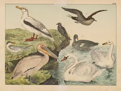 Historja naturalna ptakow (Natural history of birds) Pl.28 av Gotthilf Heinrich von Schubert