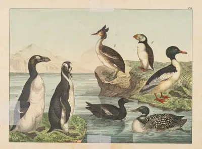 Historja naturalna ptakow (Natural history of birds) Pl.30 av Gotthilf Heinrich von Schubert