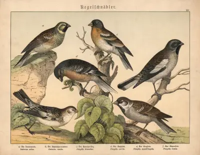 Kegelschnäbler av Gotthilf Heinrich von Schubert