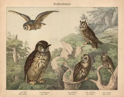 Nachtraubvögel. a) Der Uhu. b) Die Waldohreule, c) Der Waldkauz, d) Die Schleiereule, e) Der Steinkauz av Gotthilf Heinrich von Schubert
