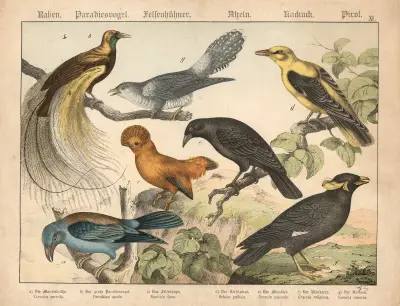 Raben, Paradiesvogel, Felsenhühner, Asseln, Kurkurk, Pirol av Gotthilf Heinrich von Schubert