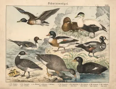 Schwimmvögel – Nr. 3 von Gotthilf Heinrich von Schubert