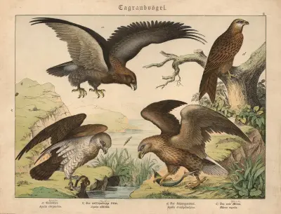 Tagraubvögel. a) Goldadler, b) Der weissschwänzige Adler, c) Der Schlangenadler, d) Der rote Milan av Gotthilf Heinrich von Schubert