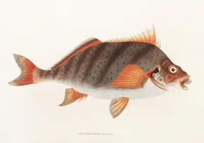 Fauna japonica Pl.042 av Philipp Franz Balthasar von Siebold