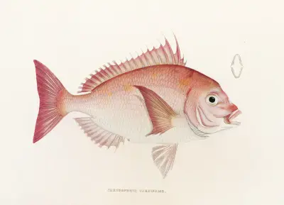 Fauna japonica Pl.046 av Philipp Franz Balthasar von Siebold
