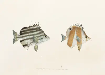 Fauna japonica Pl.054 av Philipp Franz Balthasar von Siebold