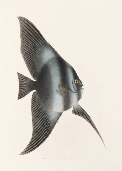Fauna japonica Pl.056 av Philipp Franz Balthasar von Siebold