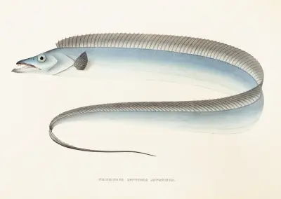 Fauna japonica Pl.067 av Philipp Franz Balthasar von Siebold