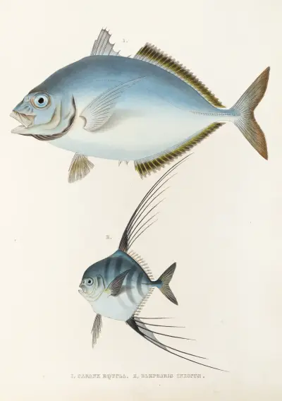 Fauna japonica Pl.073 av Philipp Franz Balthasar von Siebold