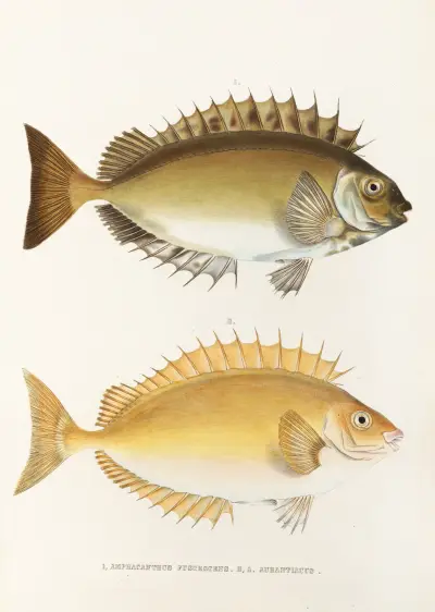 Fauna japonica Pl.082 av Philipp Franz Balthasar von Siebold