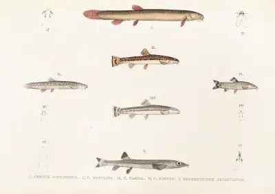 Fauna japonica Pl.120 av Philipp Franz Balthasar von Siebold