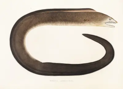 Fauna japonica Pl.135 av Philipp Franz Balthasar von Siebold