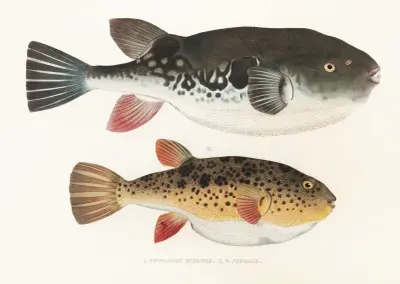 Fauna japonica Pl.140 av Philipp Franz Balthasar von Siebold