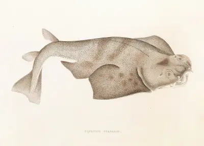 Fauna japonica Pl.153 av Philipp Franz Balthasar von Siebold