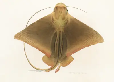 Fauna japonica Pl.159 av Philipp Franz Balthasar von Siebold