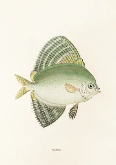 Fauna japonica Pl.161 av Philipp Franz Balthasar von Siebold