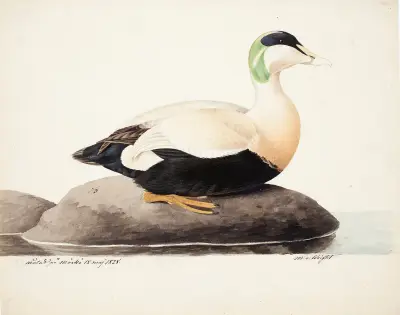 Common Eider, Male av Magnus Von Wright