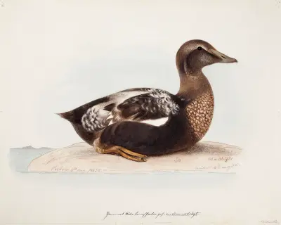 Common Eider, Old Male In Summer av Magnus Von Wright