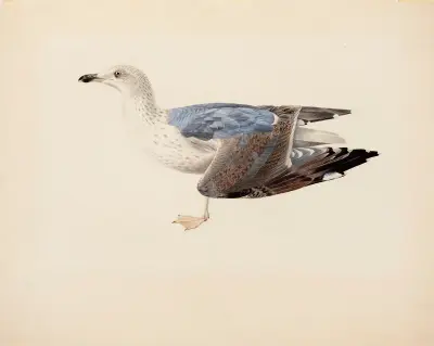 European Herring Gull av Magnus Von Wright