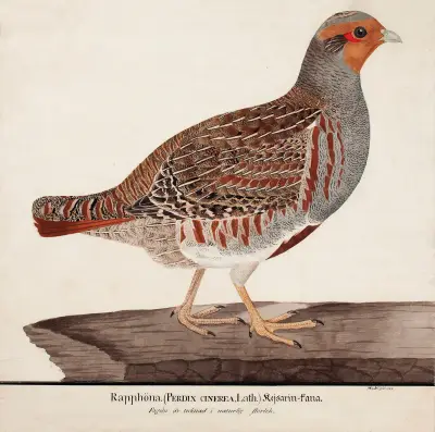 Grey Partridge av Magnus Von Wright