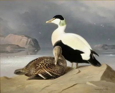 Kaksi Haahkaa av Ferdinand von Wright