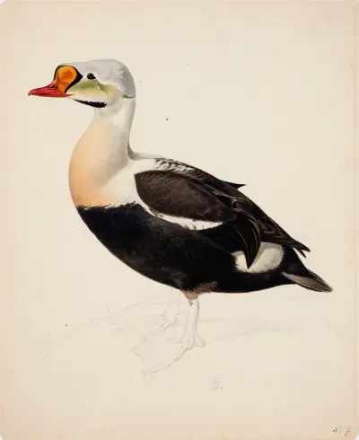 King Eider ; Unfinished av Magnus Von Wright