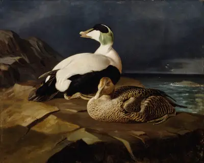 Pair Of Common Eiders On A Rock av Ferdinand von Wright