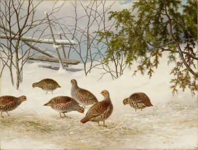 Partridges In Snow av Ferdinand von Wright