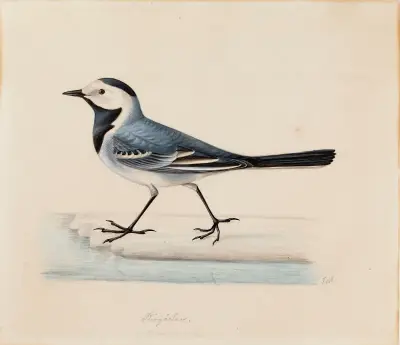 Konipas bílý, Ferdinand von Wright