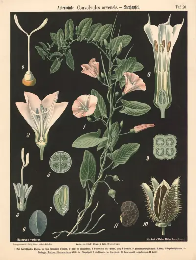 Ackerwinde, Convolvulus arvensis av Walter Müller