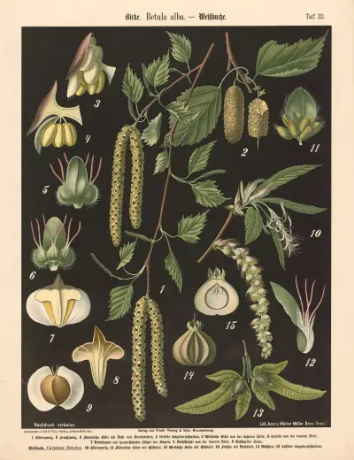 Birke. Betula alba av Walter Müller
