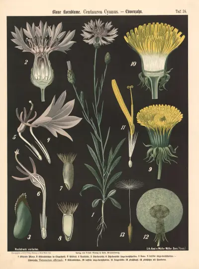 Blaue Kornblume. Centaurea Cyanus av Walter Müller