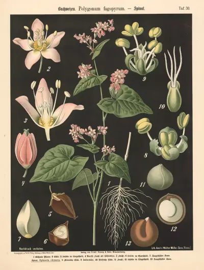 Buchweizen. Polygonum fagopyrum av Walter Müller