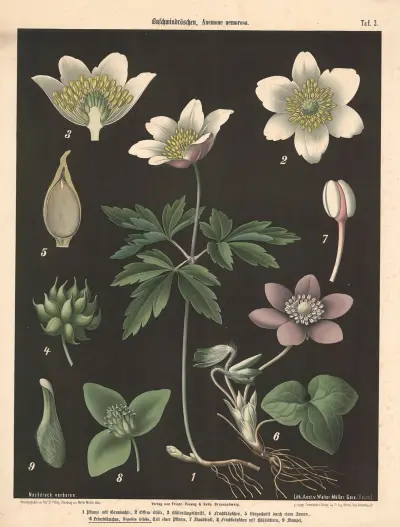 Buschwindröschen, Anemone nemorosa av Walter Müller