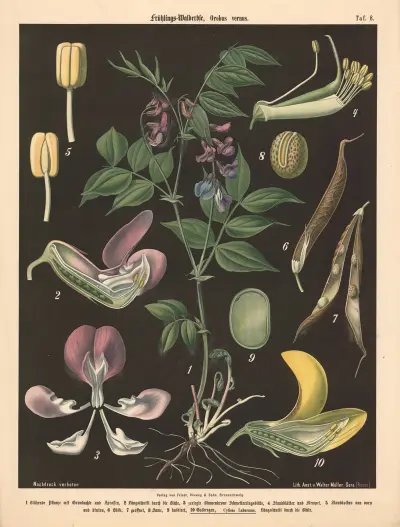 Frühlings-Walderbse, Orobus vernus av Walter Müller