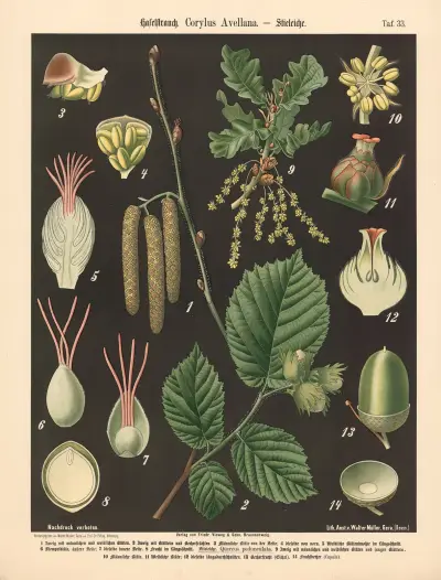Haselstrauch. Corylus Avellana av Walter Müller