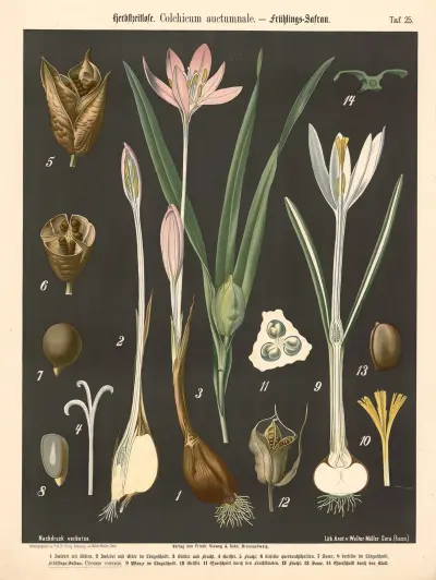 Herbstzeitlose. Colchium auctumnale av Walter Müller
