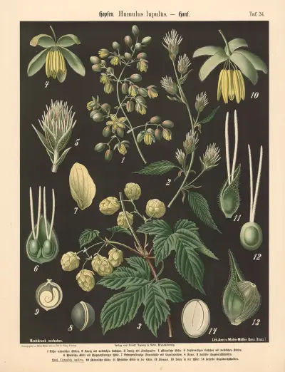 Hopfen. Humulus lupulus av Walter Müller