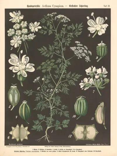 Hundspetersilie. Aethusa Cynapium av Walter Müller