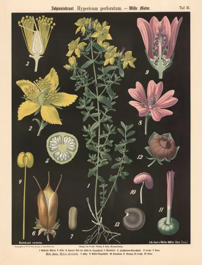 Johanniskraut. Hypericum perforatum. av Walter Müller
