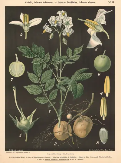 Kartoffel, Solanum tuberosum. – Schwarzer Nachtschatten, Solanum nigrum av Walter Müller